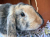 Dwarf plush lop