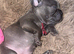 Litter of French bulldogs