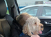 Cockapoo for stud