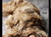 Show cocker spaniel KC registered