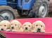 8week old Labrador pups