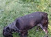 Adult Female Sprocker (Spayed)