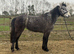 3 year old connemara filly