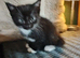 Lovely kitten's
