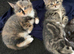 Have 2 fur baby&rsquo;s looking for there forever home