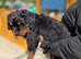 Long haired rottweiler pups