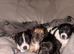 Beautiful short legged Jack russells