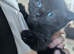 Beautiful Kittens wanting 5 star homes