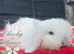 Beautiful TeddyWidder Bunnies