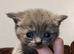 BSH x Persian LAST GIRL
