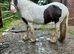 14.2hh cob