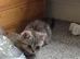Pedigree British Shorthair kittens