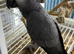Super tame African grey parrots