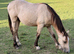 Stunning Dunn gelding