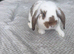 lop bunnies 2 boys 1 girl