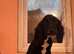 Beautiful black cocker spaniel bitch