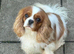 1 female apricot Cavapoo puppy.