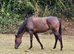 3yr old Bay TB  Mare 16.1