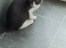 Here is Sid he's silver