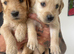 Gorgeous Goldendoodle puppy’s