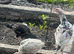 Aseel chicken