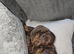 Miniature dachshund