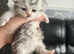 6 x persian x cross kittens