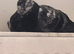 2 hand reared pigeons