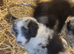 Borderdoodle Puppies