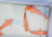 Koi fish