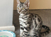6 month old spayed bengal