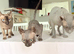 Beautiful Female Elf Sphynx Kitten – TICA Registered Parents