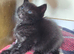 Black make kittens. Ragdoll x.
