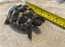 10month old Herman tortoise