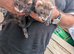 Ferrets for sale