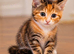 Kittens for sale