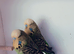 Exhibition budgies for ssle