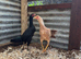 Shamo aseel hint cross hens