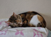 Beautiful female cat