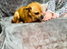 Chihuahua female for sale
