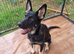2 male german shepherd puppies.