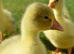 *SELLING FAST* Friendly Large-Strain Embden Goslings - 2026 Hatch