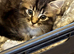 1 female 1 male half ragdoll kittens