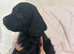 Cockapoo puppies