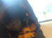 3/4rotty x prezla