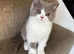 British shorthair kittens