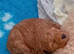 Very smallToy Poodle Boys