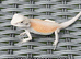 BEARDED DRAGONS