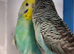 Pair of budgies