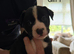 Gorgeous American bulldog x French bulldog